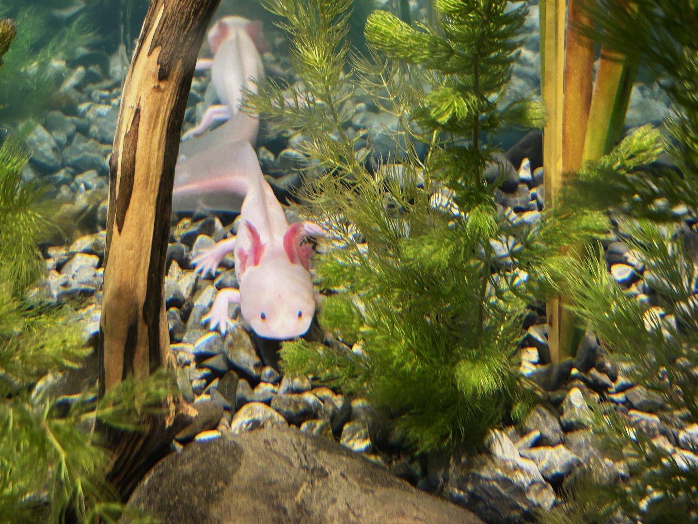 Lake Xochimilco Axolotl