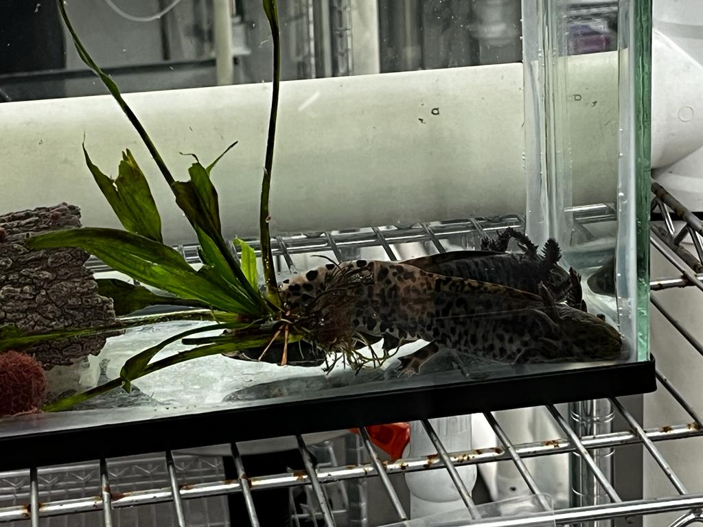 lake zacapu axolotl juveniles