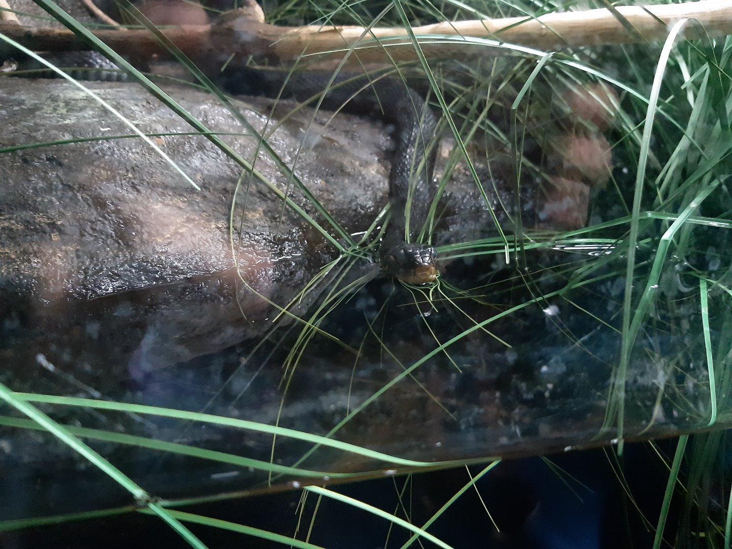 Lake Zacapu Garter Snake (Thamnophis eques insperatus)