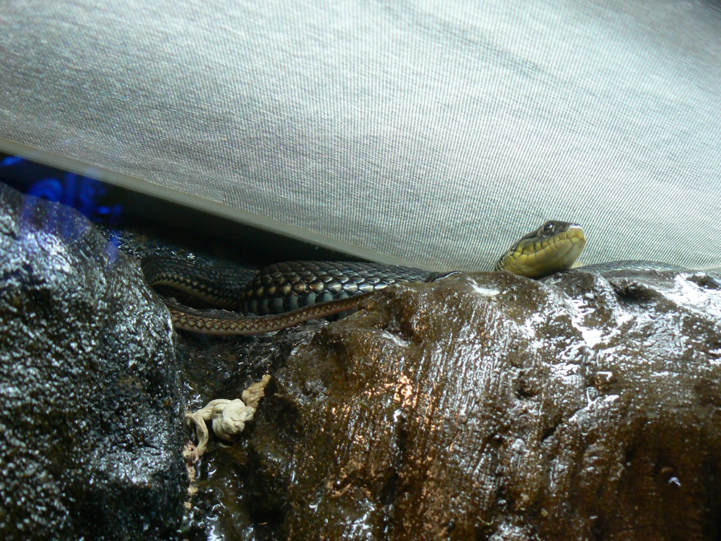 Lake Zacapu Gartersnake - 1 December 2016