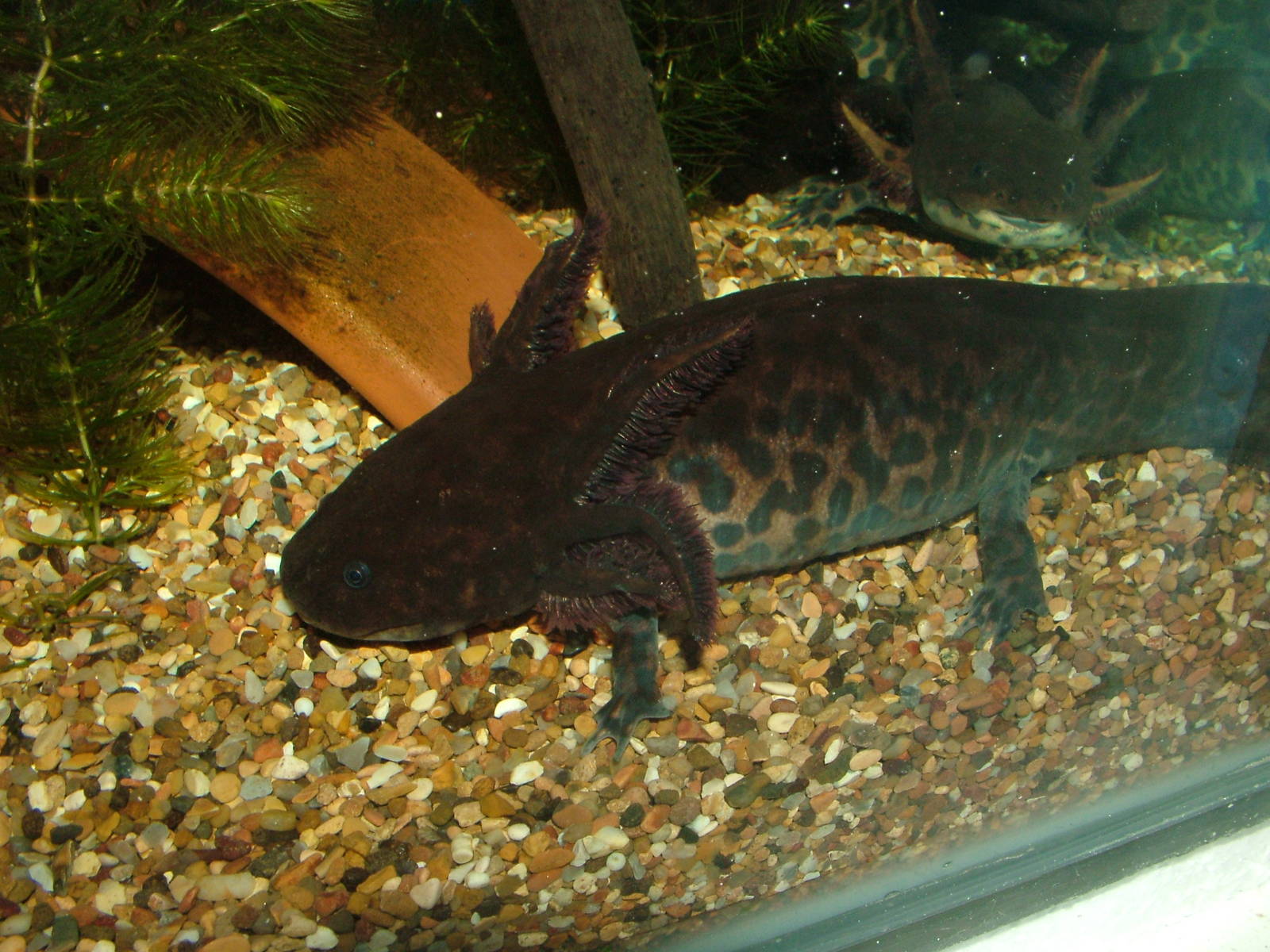 Lake Zacapu Salamander at Chester 06/12/09