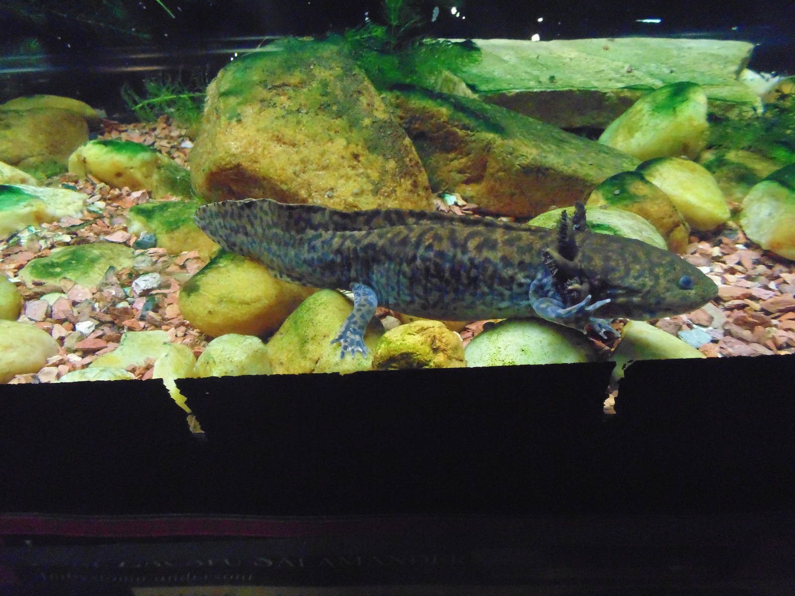 Lake Zacapu Salamander