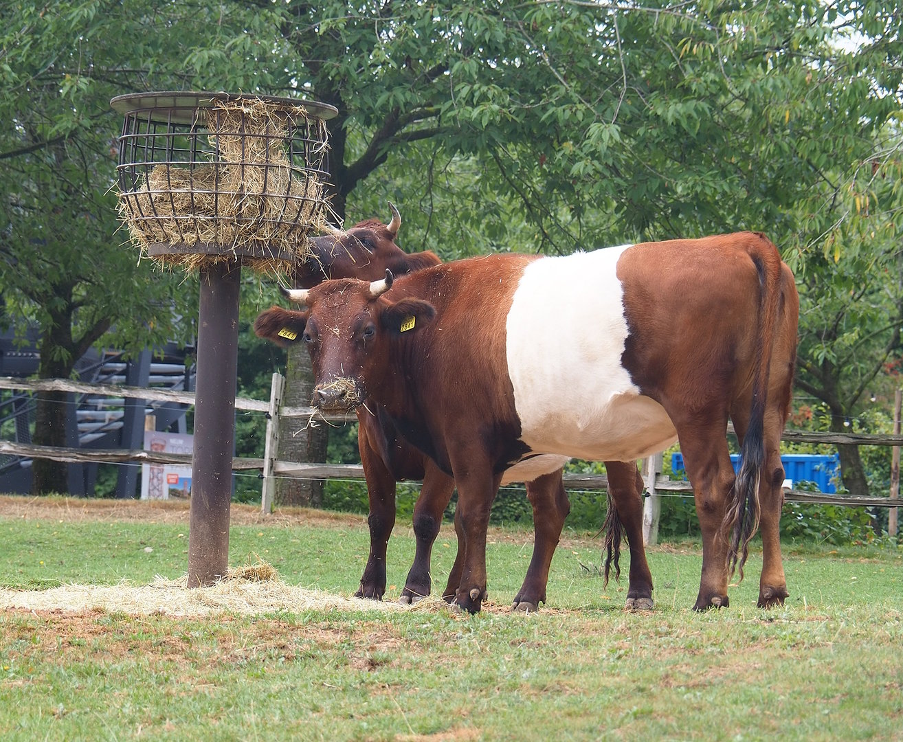 Lakenvelder cattle (Bos taurus), 2022-08-20