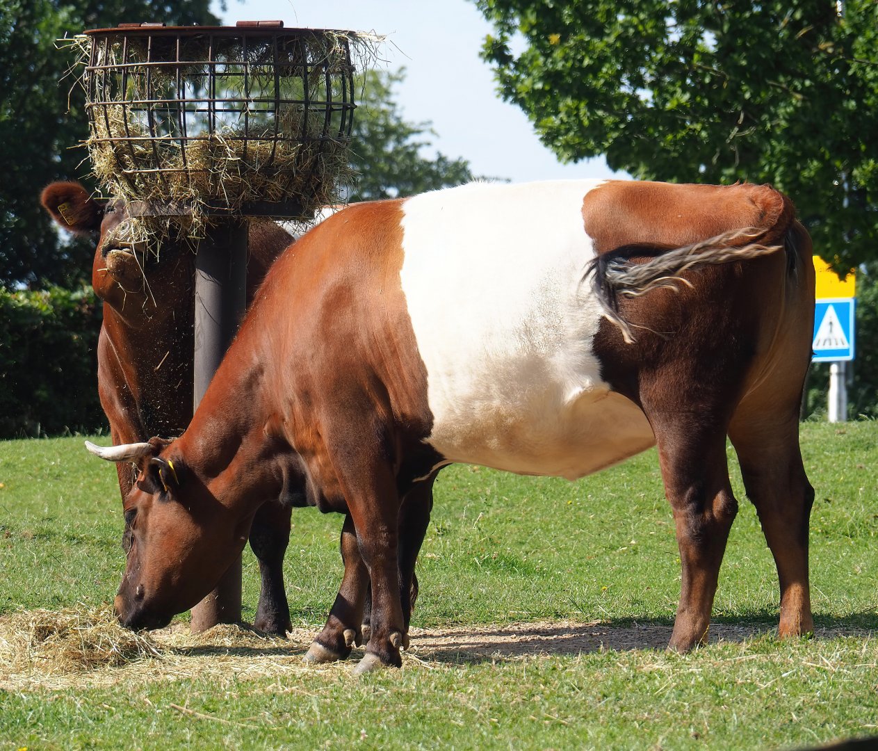 Lakenvelder cattle (Bos taurus), 2023-07-18