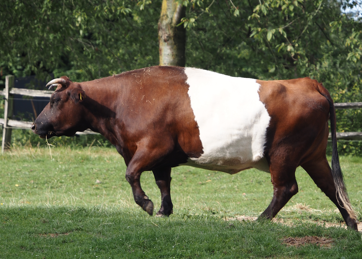 Lakenvelder cattle (Bos taurus taurus), 2024-08-21