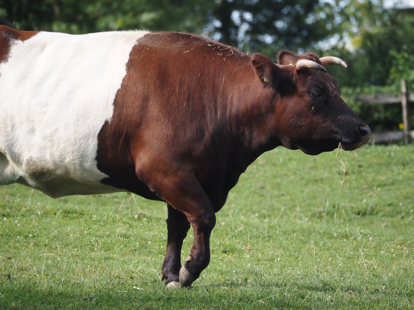 Lakenvelder cattle (Bos taurus taurus), 2024-08-21