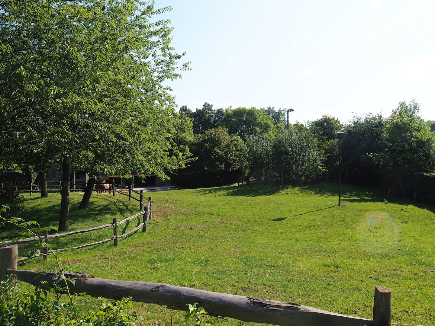Lakenvelder cattle paddock, 2023-07-18