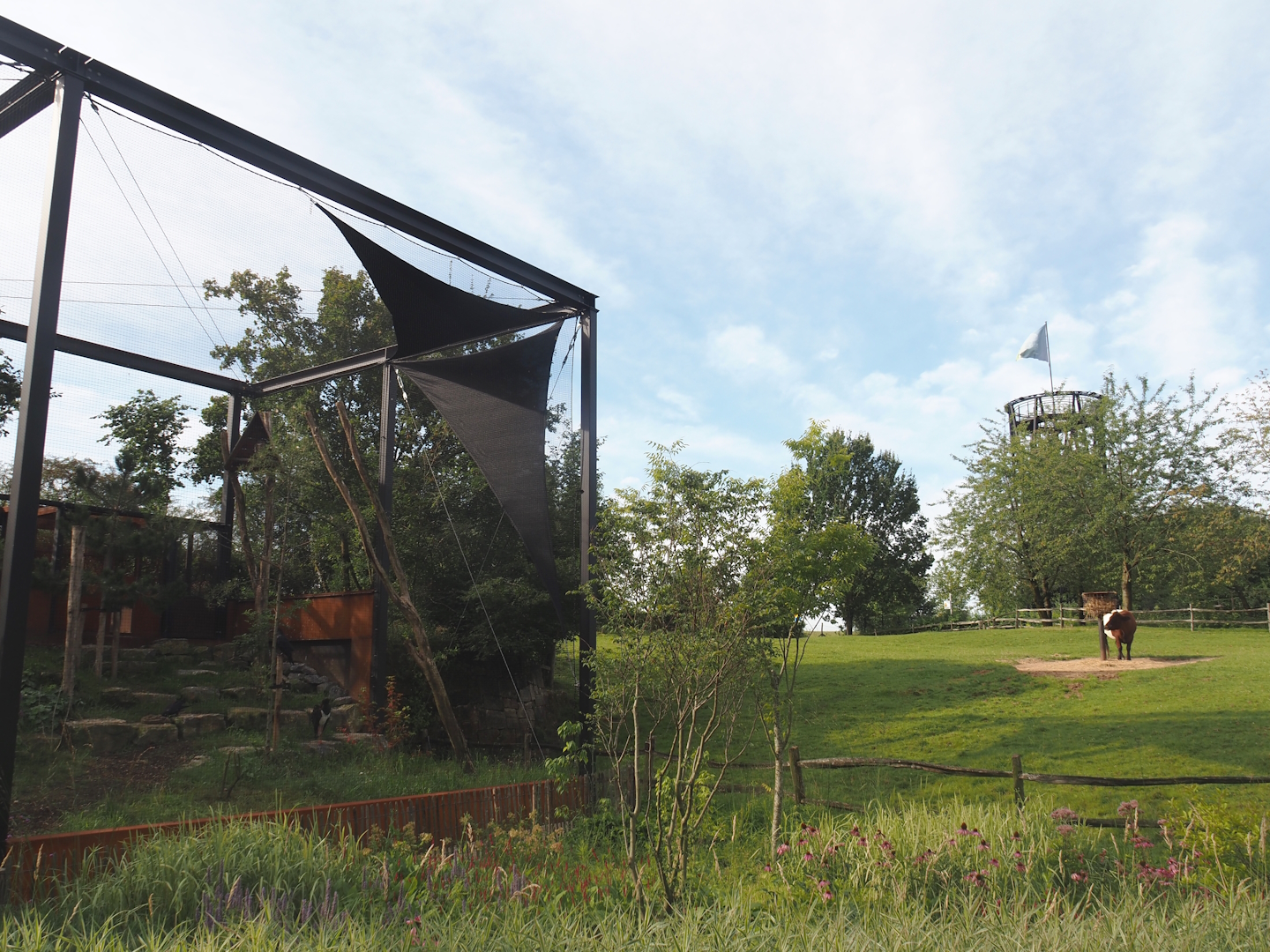 Lakenvelder cattle paddock and Limburg aviary with Black stork, Raven and Eurasian eagle owl, 2024-08-21