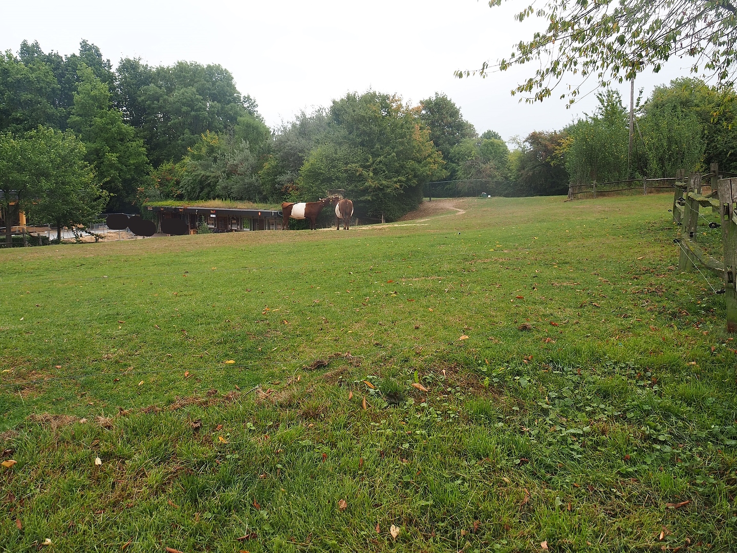 Lakenvelder cattle paddock and Old ticket office building, 2022-08-20