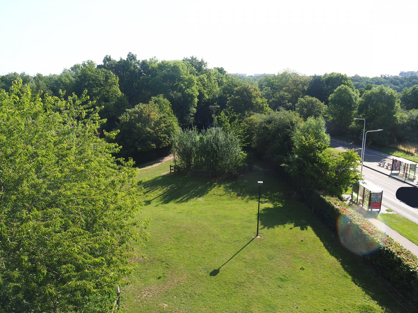 Lakenvelder cattle paddock seen from viewing tower next to parking lot, 2023-07-18