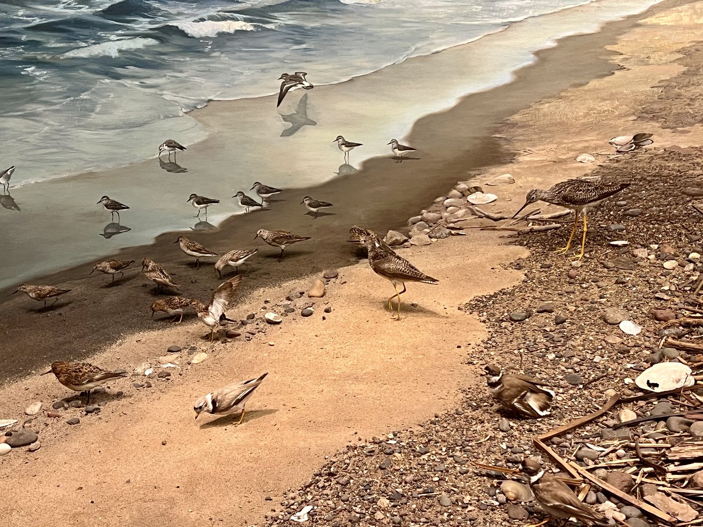 Lakeshore Bird Diorama