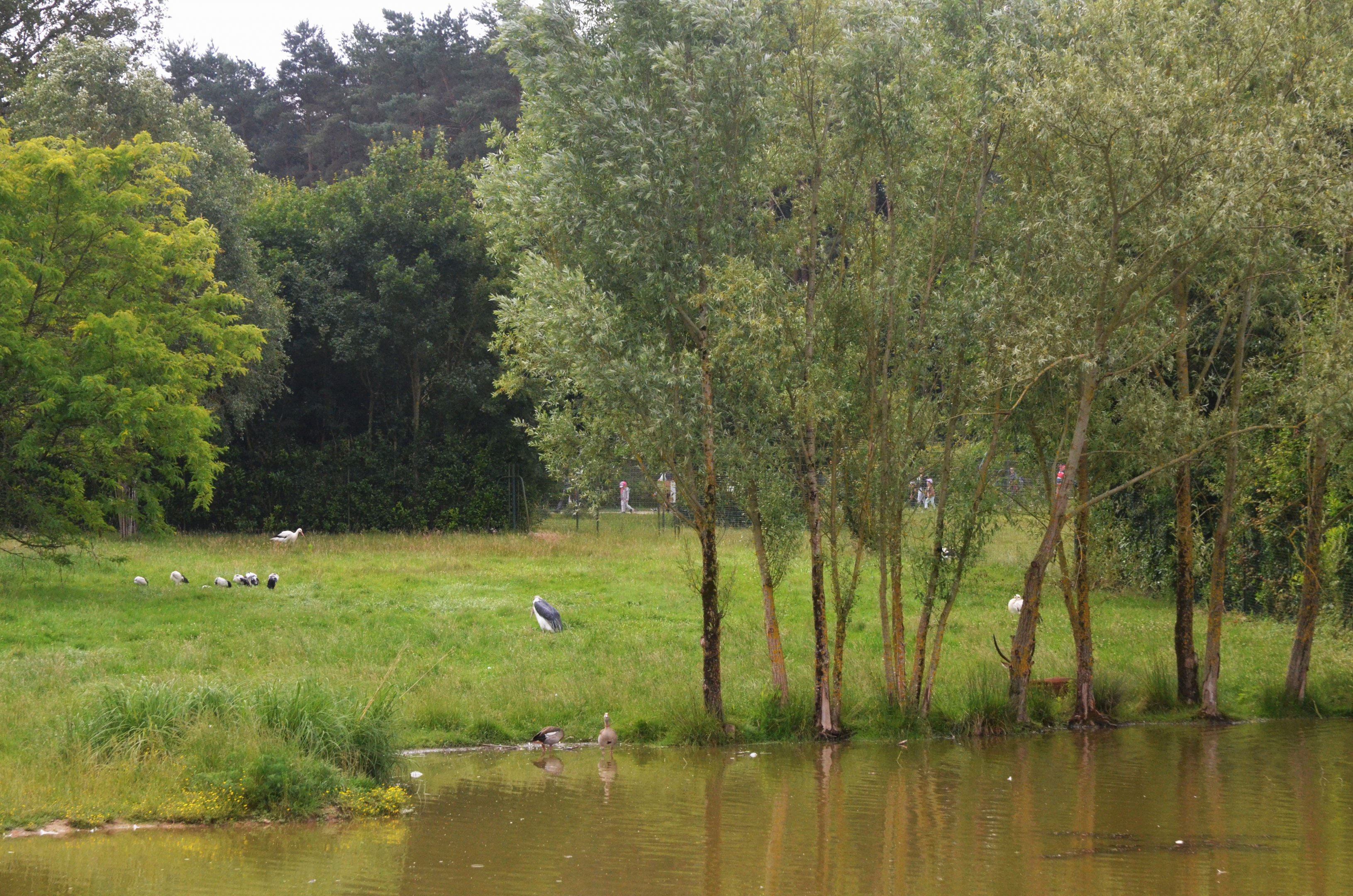 Lakeside Bird and Lechwe Enclosure at Haute-Touche, 14/06/18