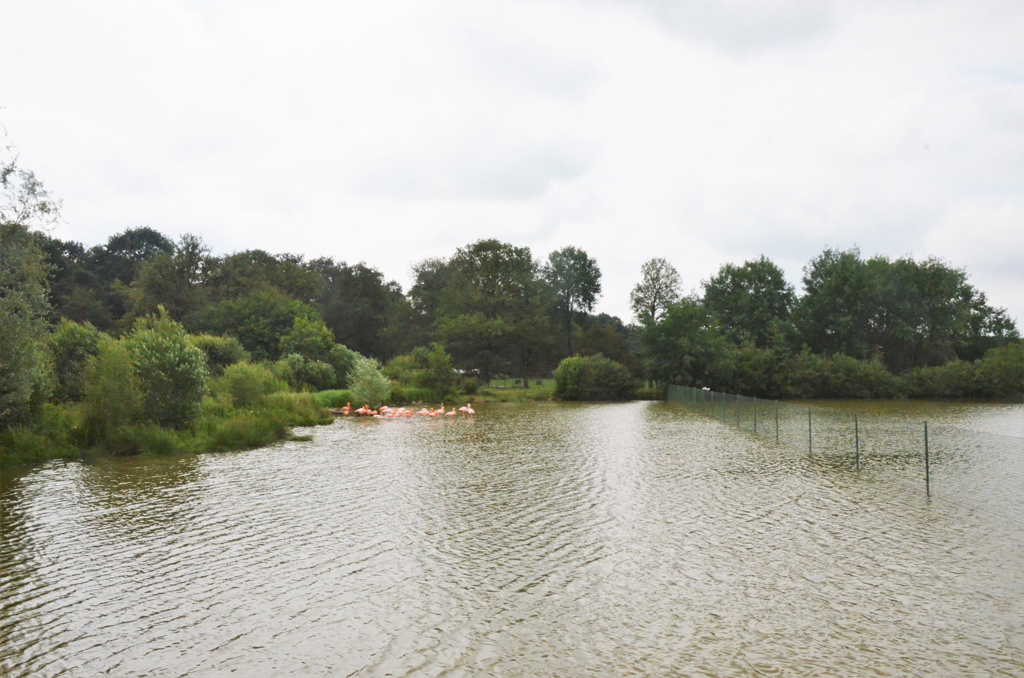 Lakeside Bird and Lechwe Enclosure at Haute-Touche, 14/06/18