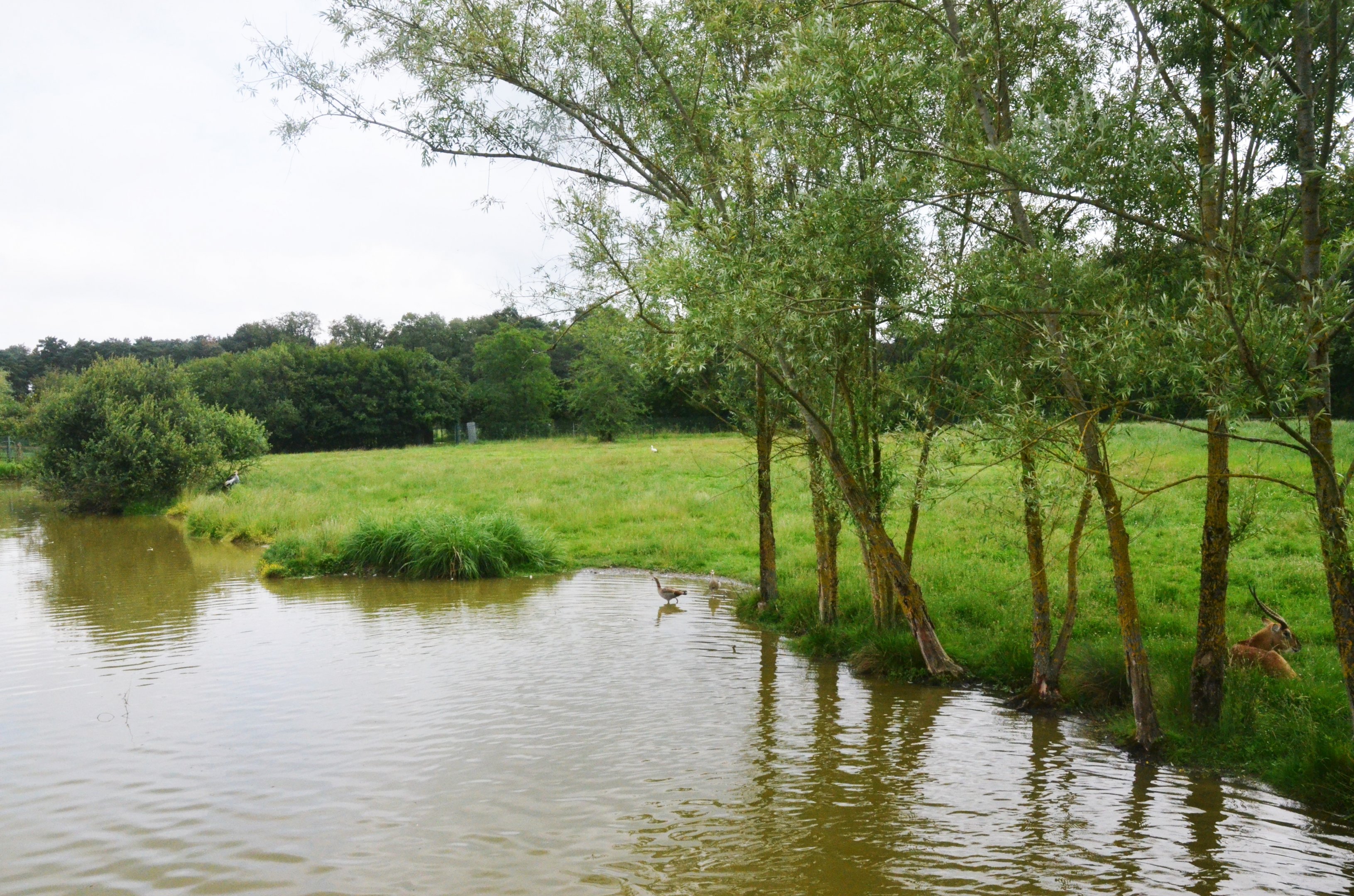 Lakeside Bird and Lechwe Enclosure at Haute-Touche, 14/06/18