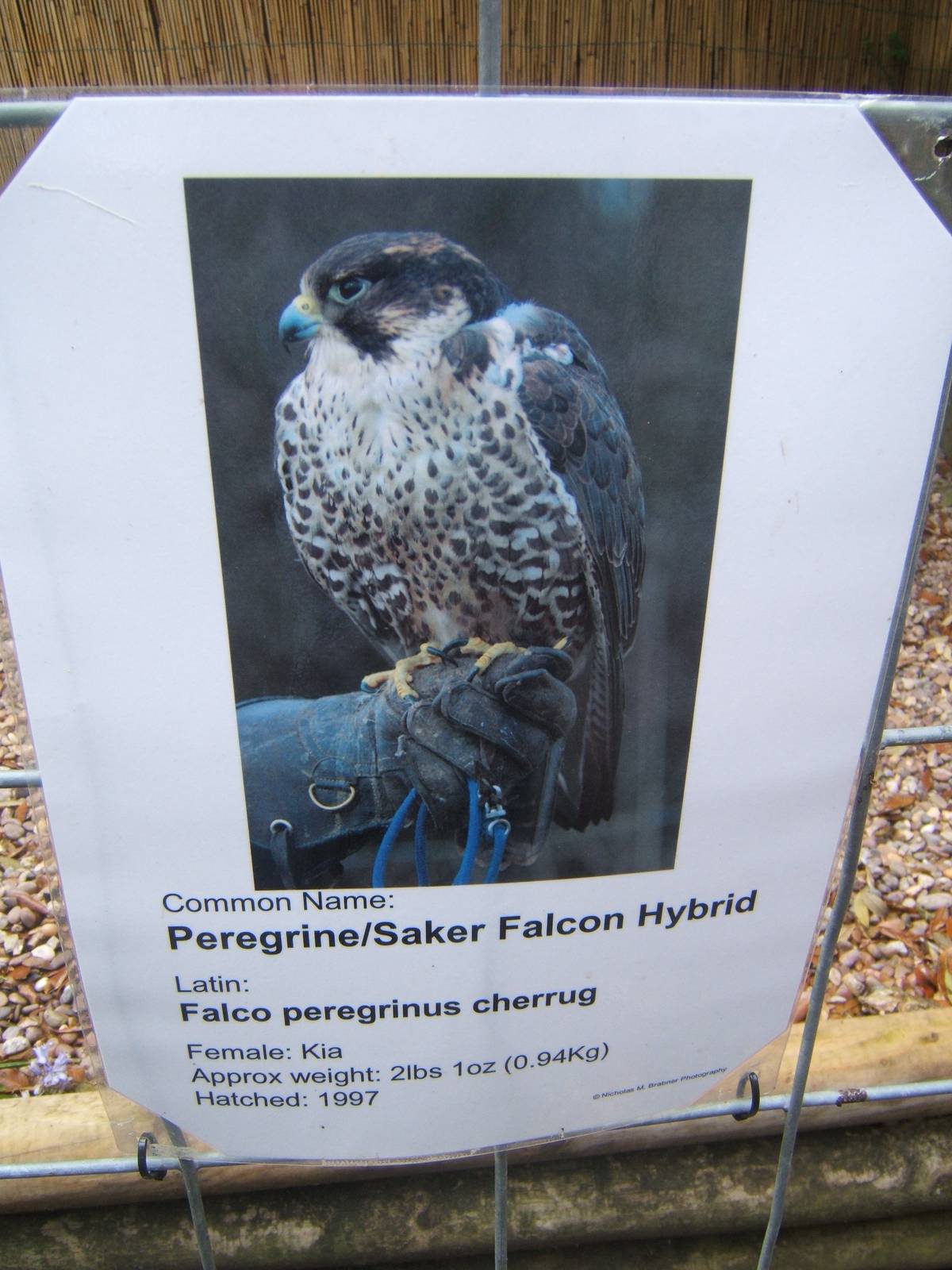 Lakeside Bird of Prey Centre.Peregrine/Saker Falcon Hybrid sign
