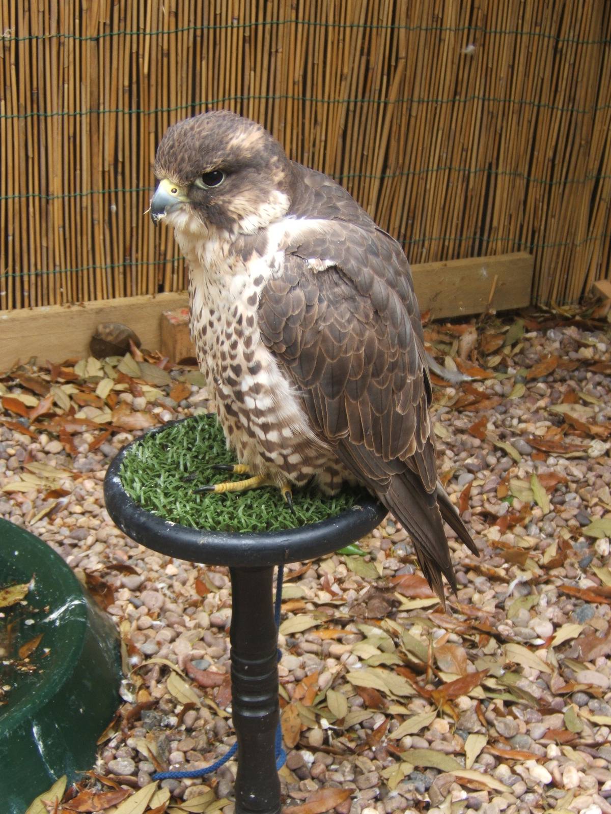 Lakeside Bird of Prey Centre.Peregrine/Saker Falcon Hybrid