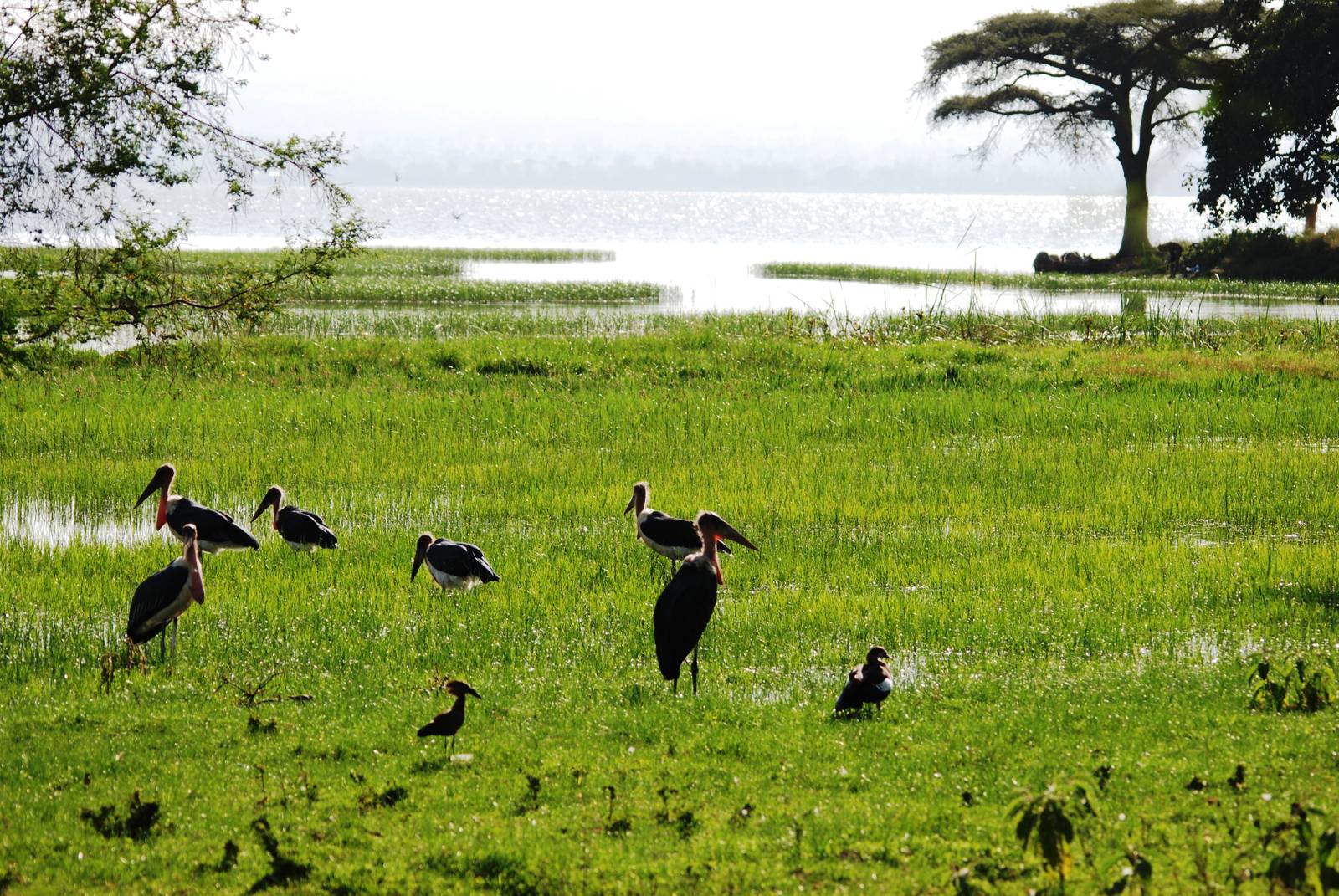 Lakeside Birds at Hawassa, 16/10/14