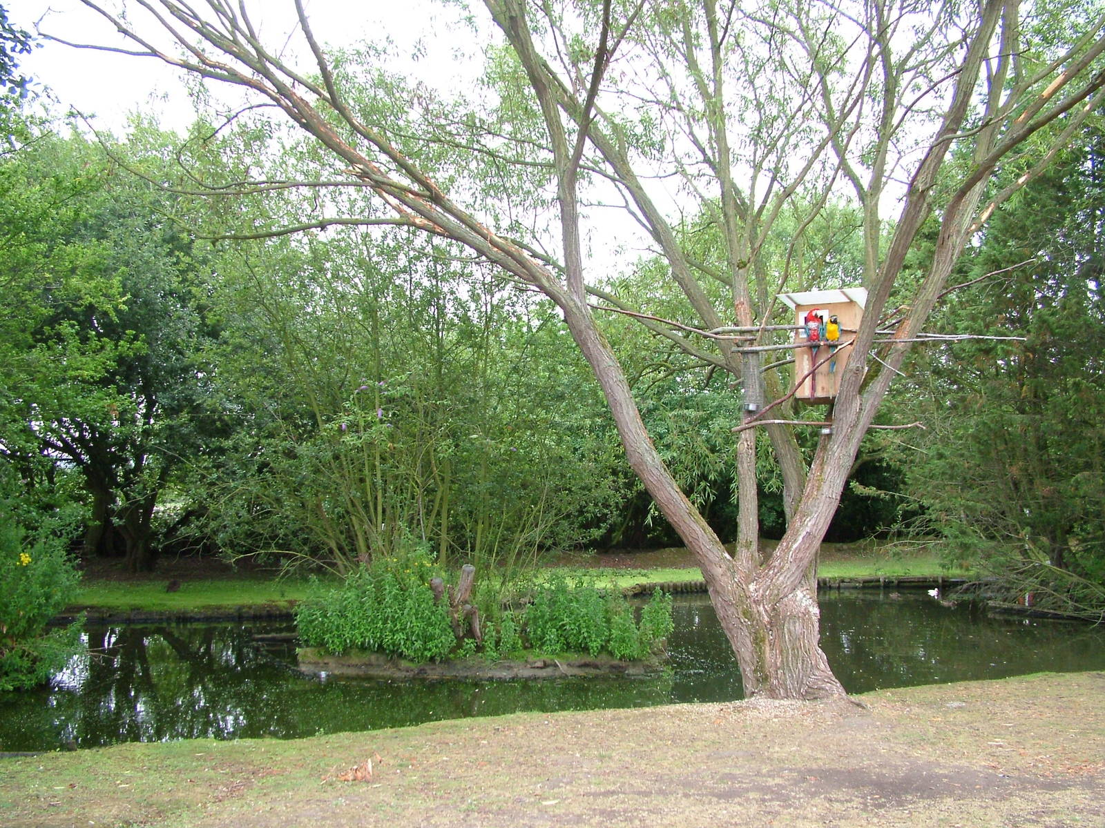 Lakeside Macaws at Wingham WP, 31/07/10