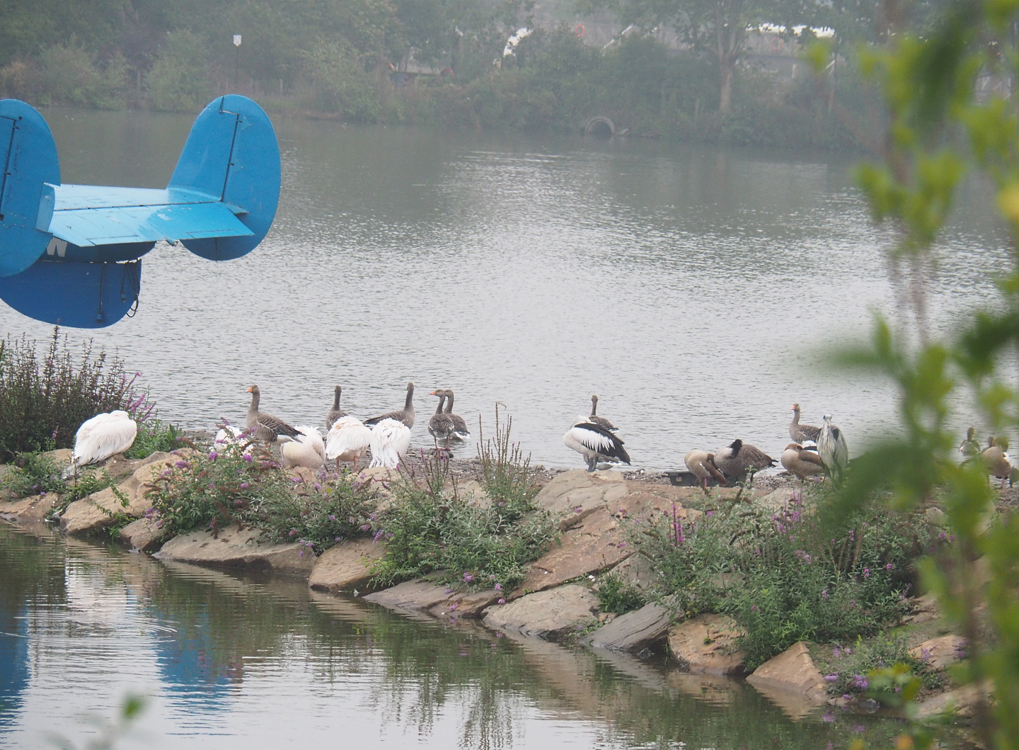 Lakeside species, 2022-09-14