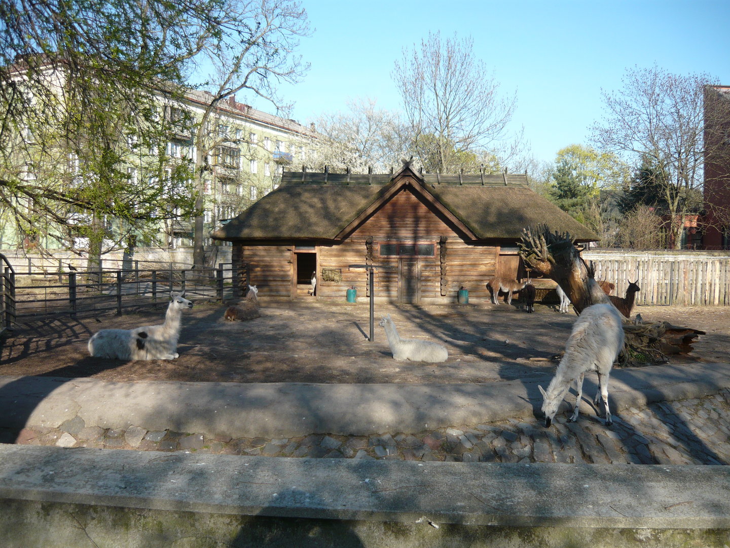 Lama and guanaco exhibit