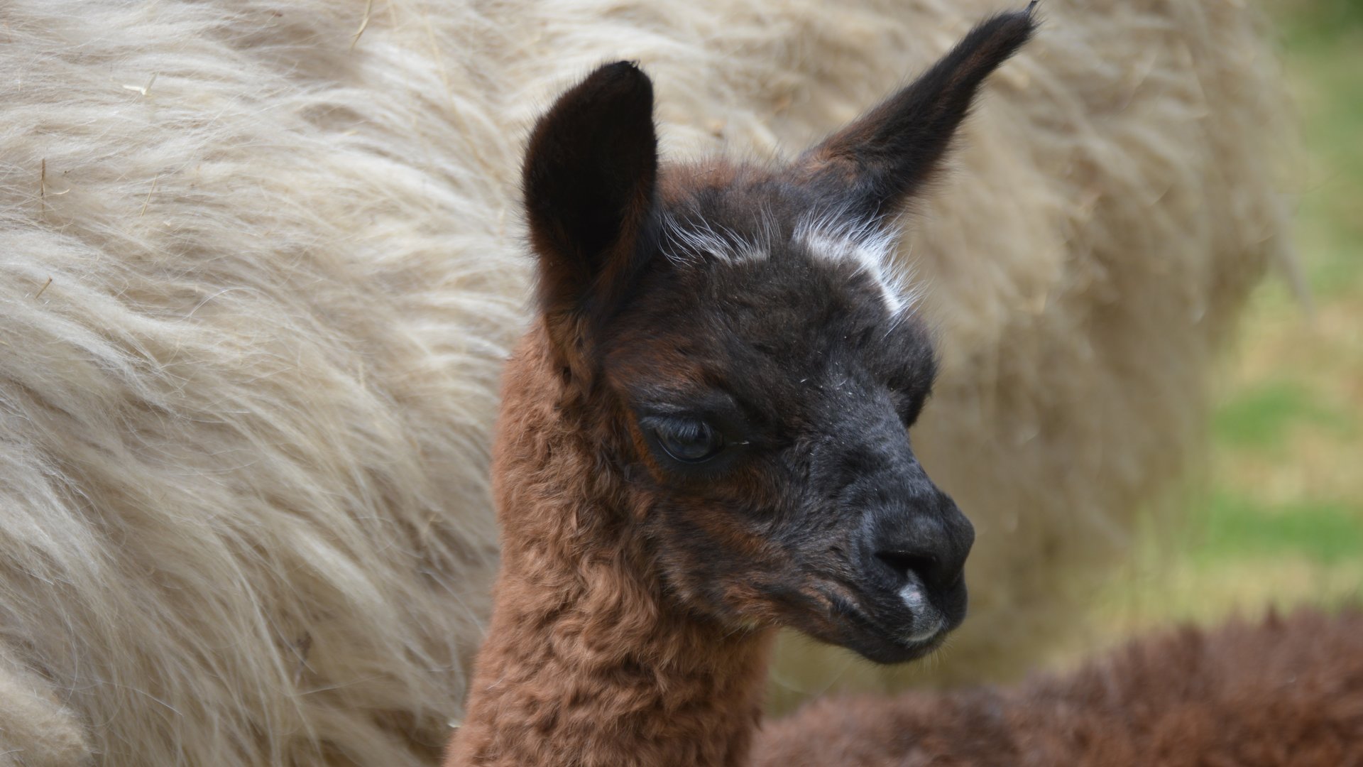 Lama glama cria (Parque Metropolitano Guangüiltagua)