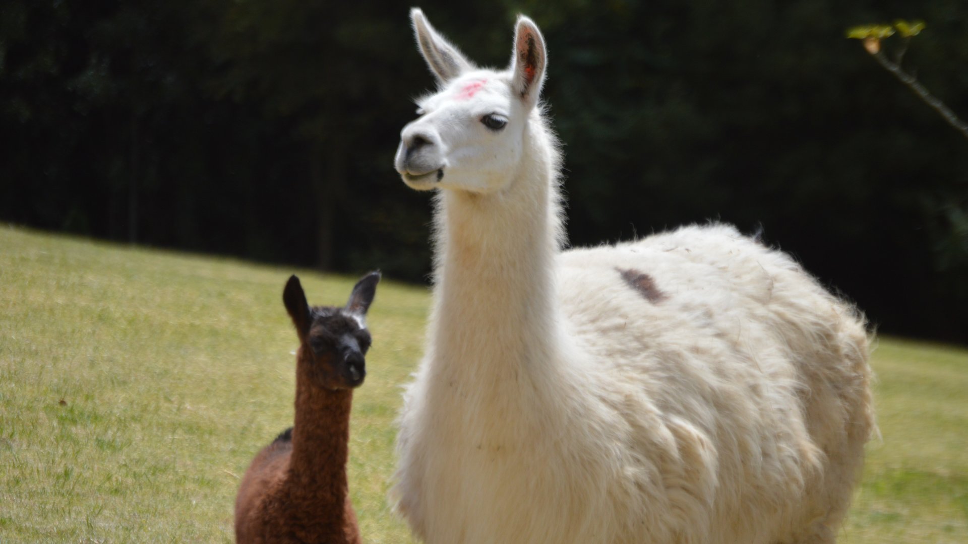 Lama glama mama and cria (Parque Metropolitano Guangüiltagua)