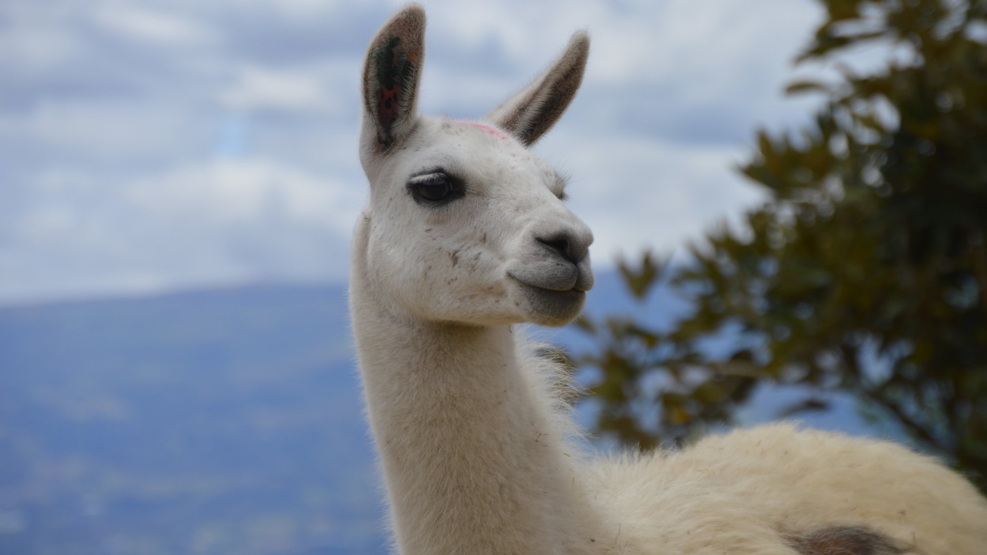 Lama glama (Parque Metropolitano Guangüiltagua)