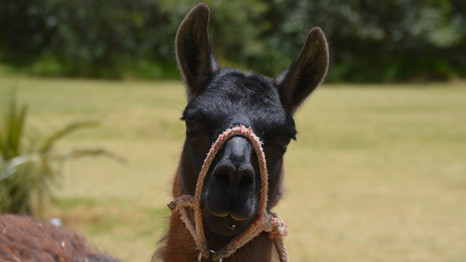 Lama glama (Parque Metropolitano Guangüiltagua)