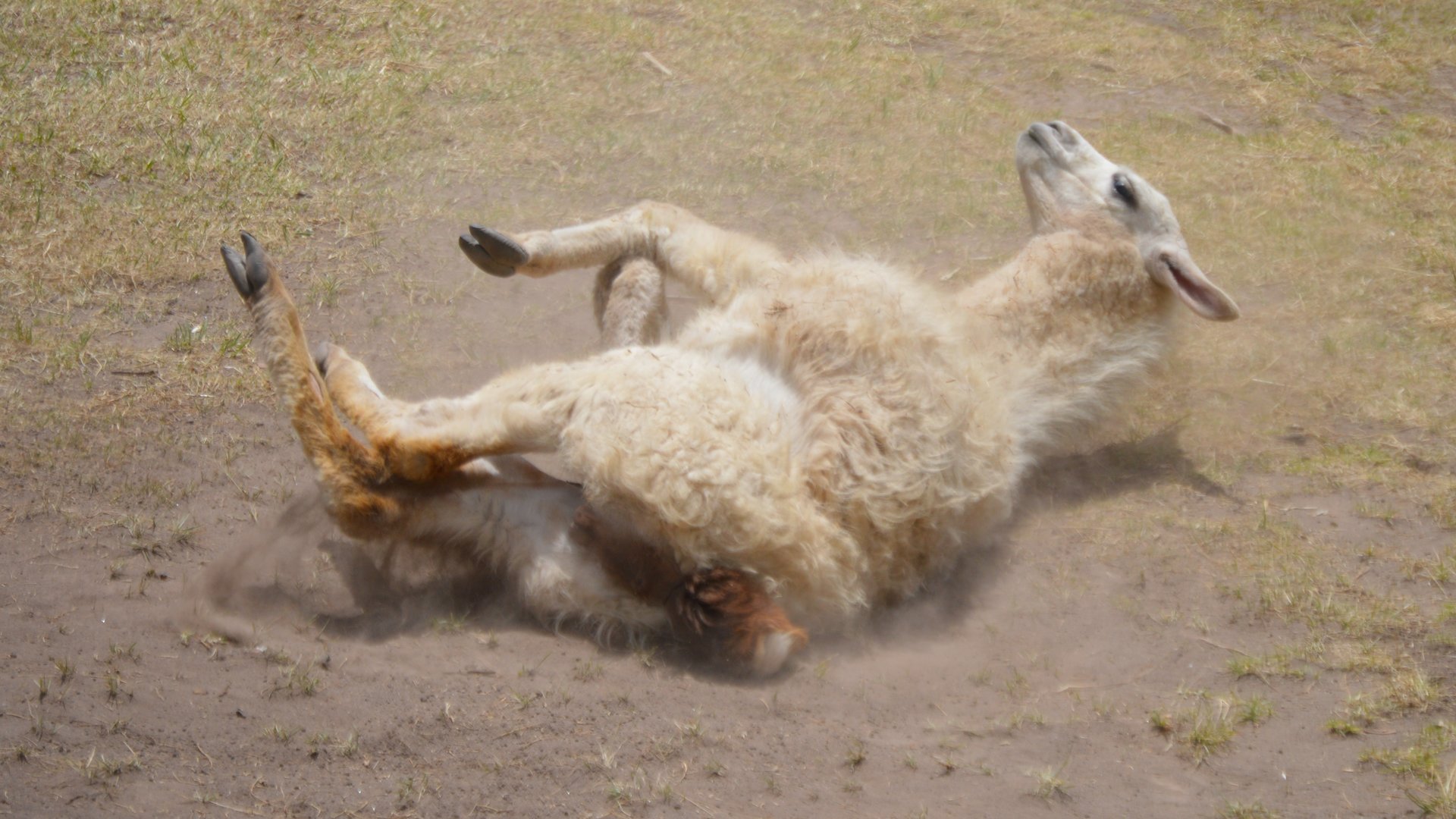 Lama glama taking a dust bath (Parque Metropolitano Guangüiltagua)