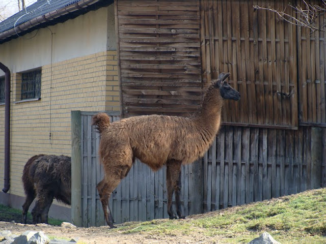 Lama glama