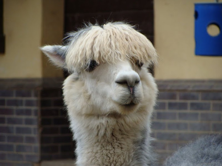 Lama guanicoe f.pacos