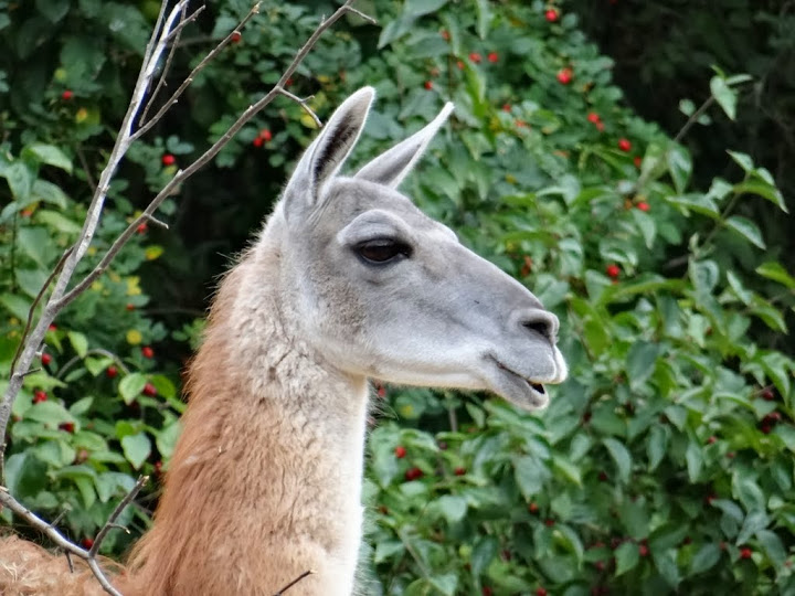 Lama guanicone