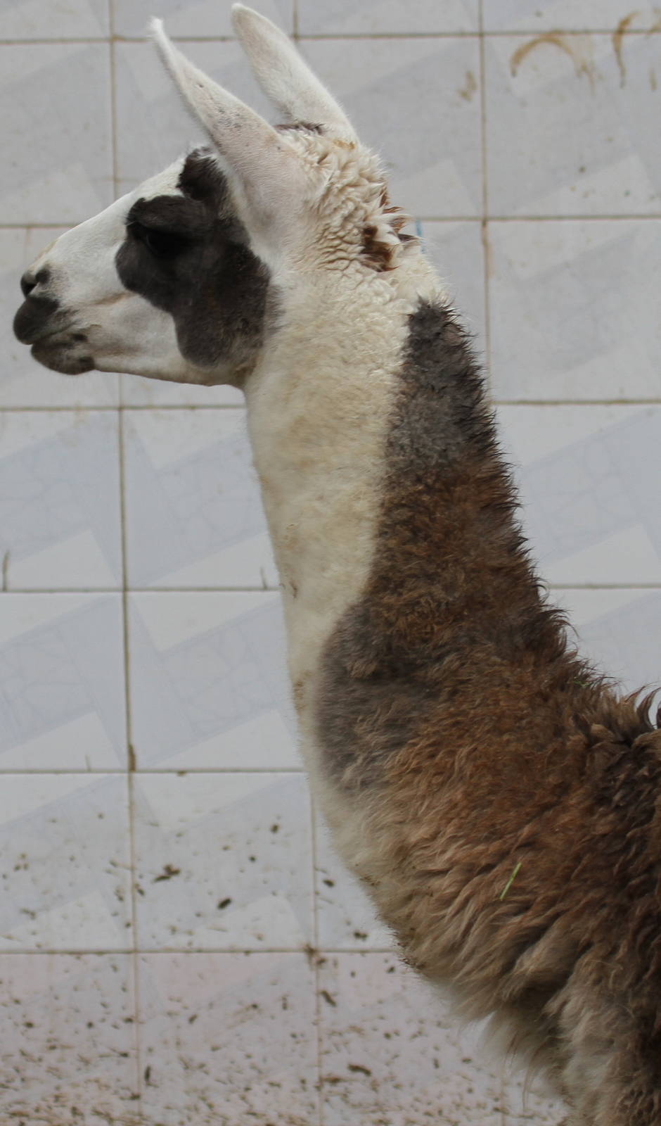lama(mashhad zoo)1