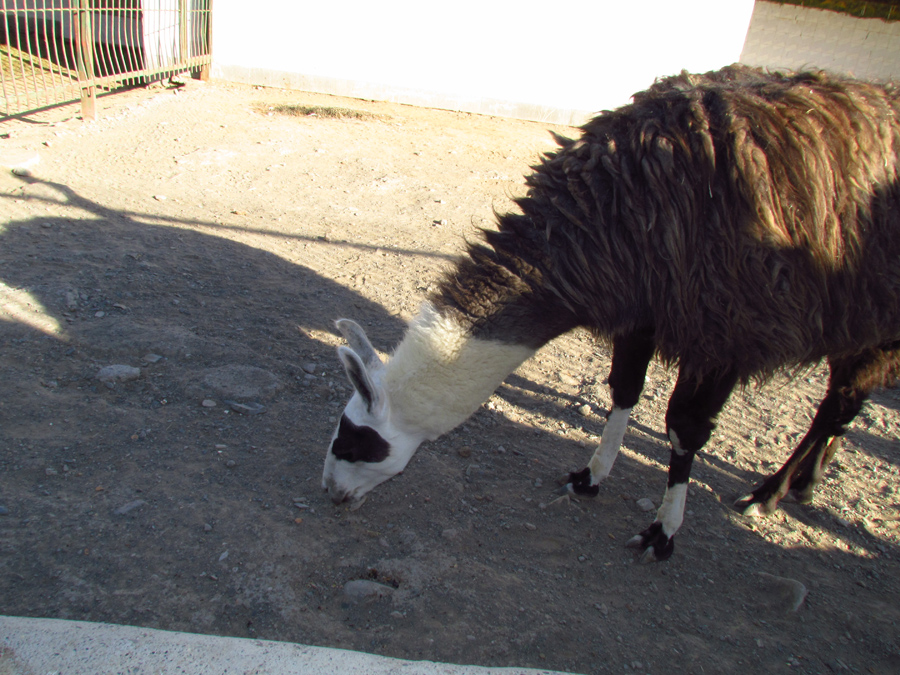 lama(Mashhad zoo)