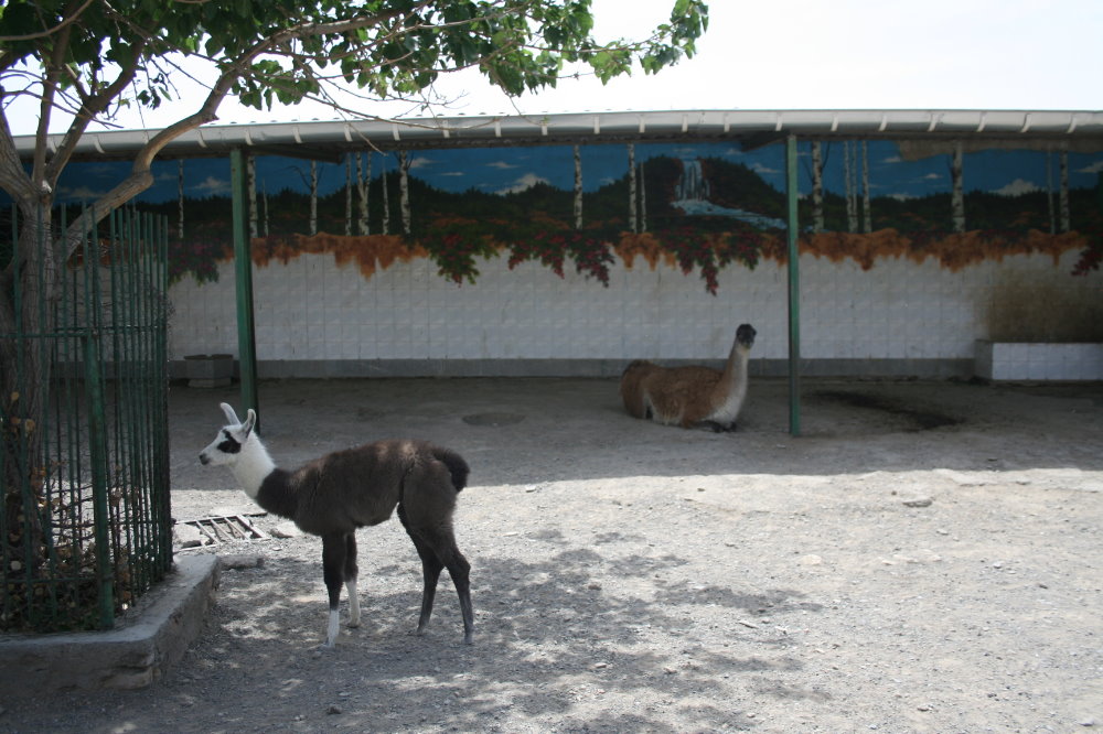 lama (mashhad zoo)