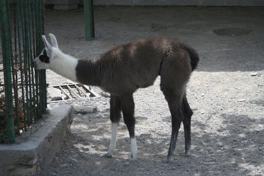 lama (mashhad zoo)
