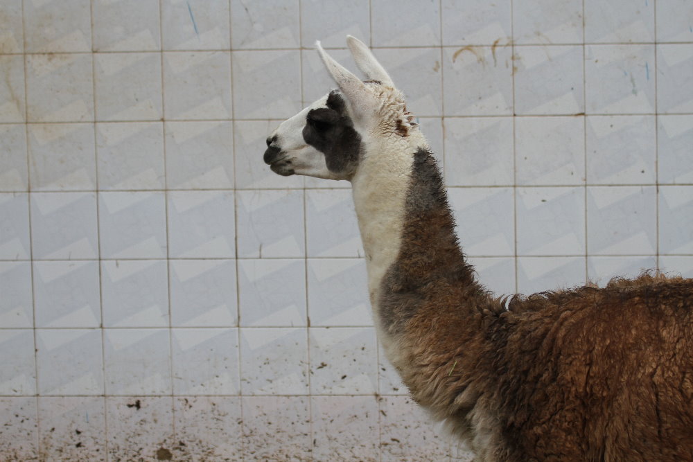 Lama(Mashhad zoo)