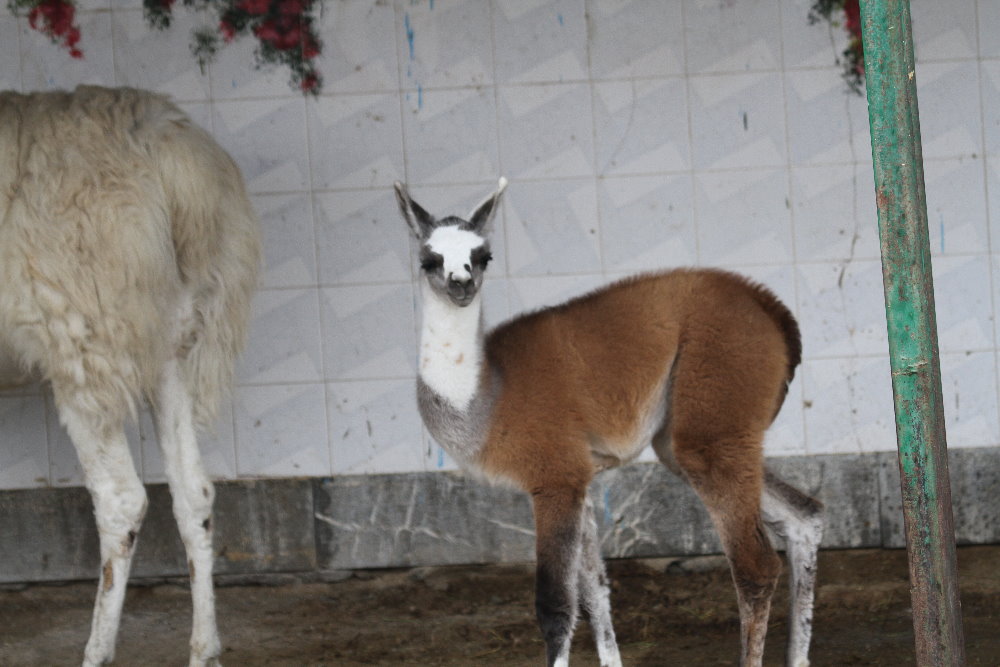 Lama(Mashhad zoo)