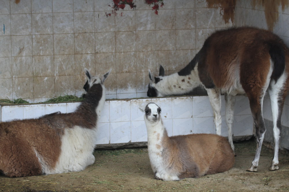 Lama(Mashhad zoo)