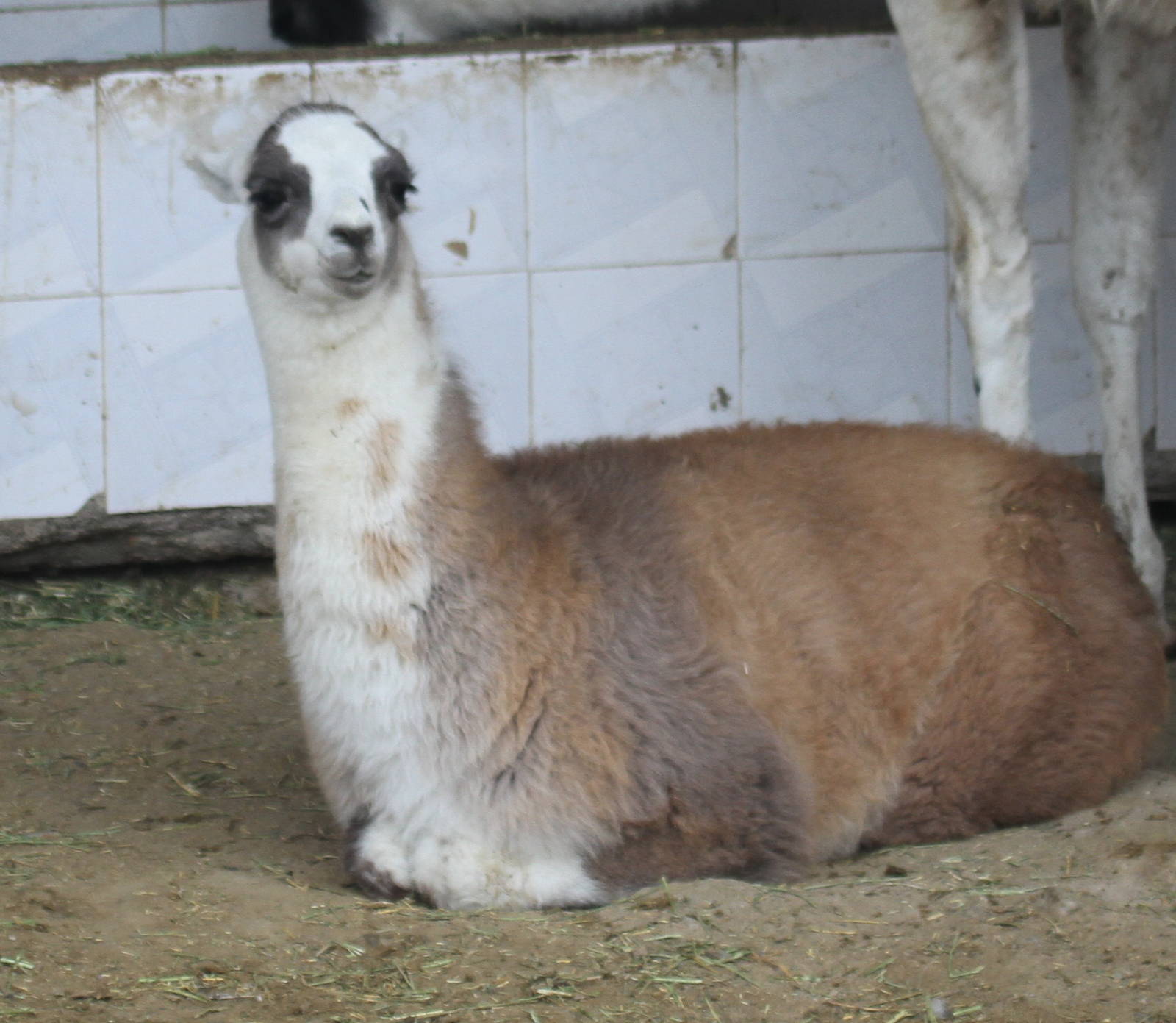 lama(mashhad zoo)