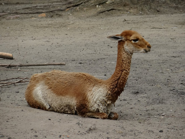 Lama vicugna vicugna
