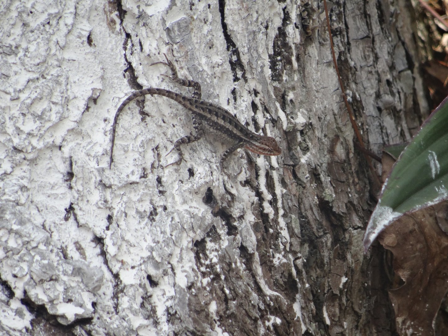 Lamanai- Anole species