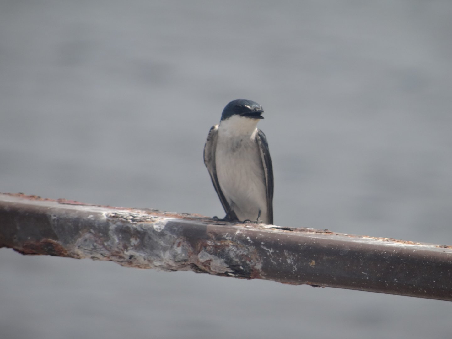 Lamanai- Mangrove Swallow