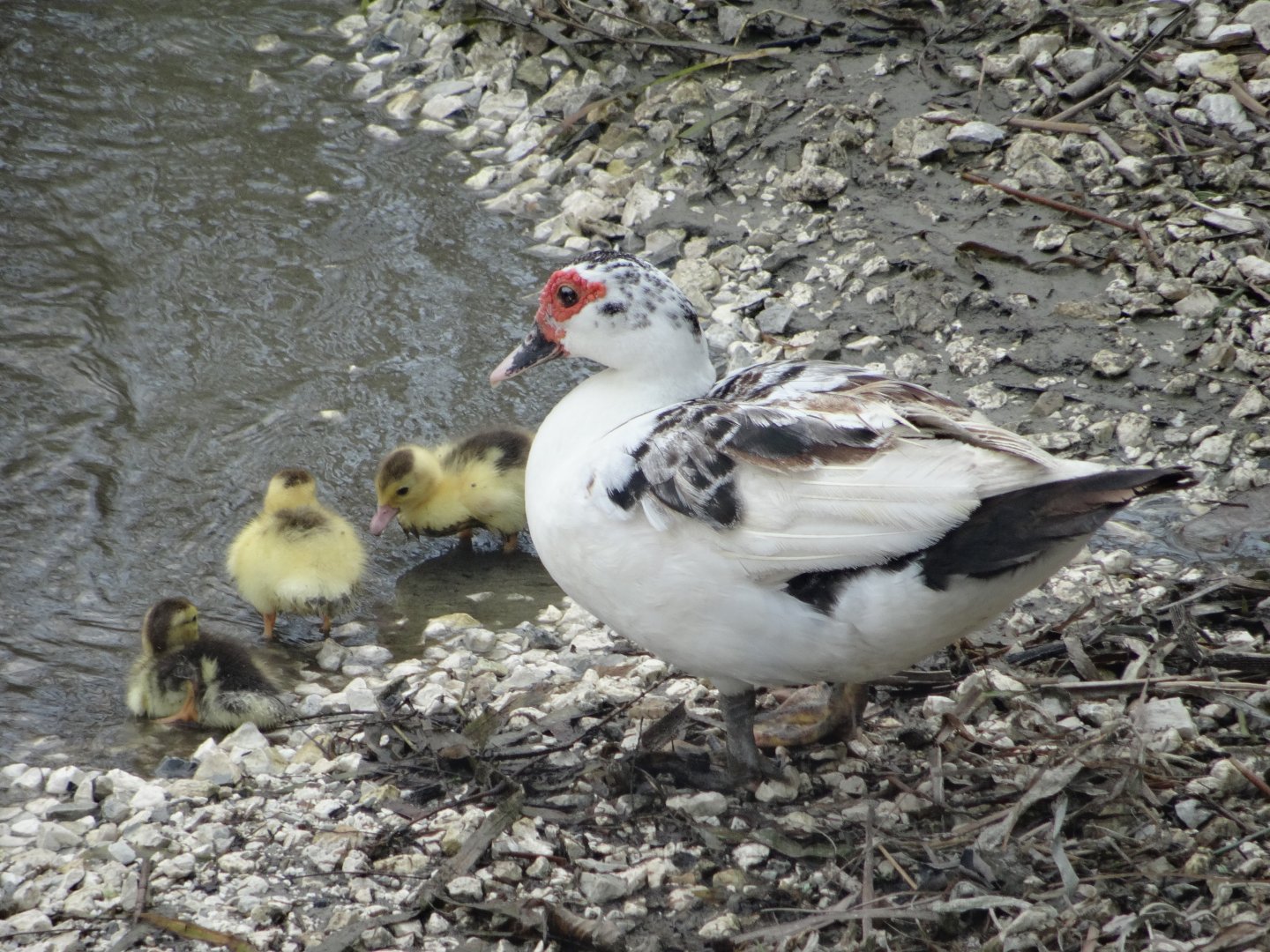 Lamanai- Muscovy Ducks