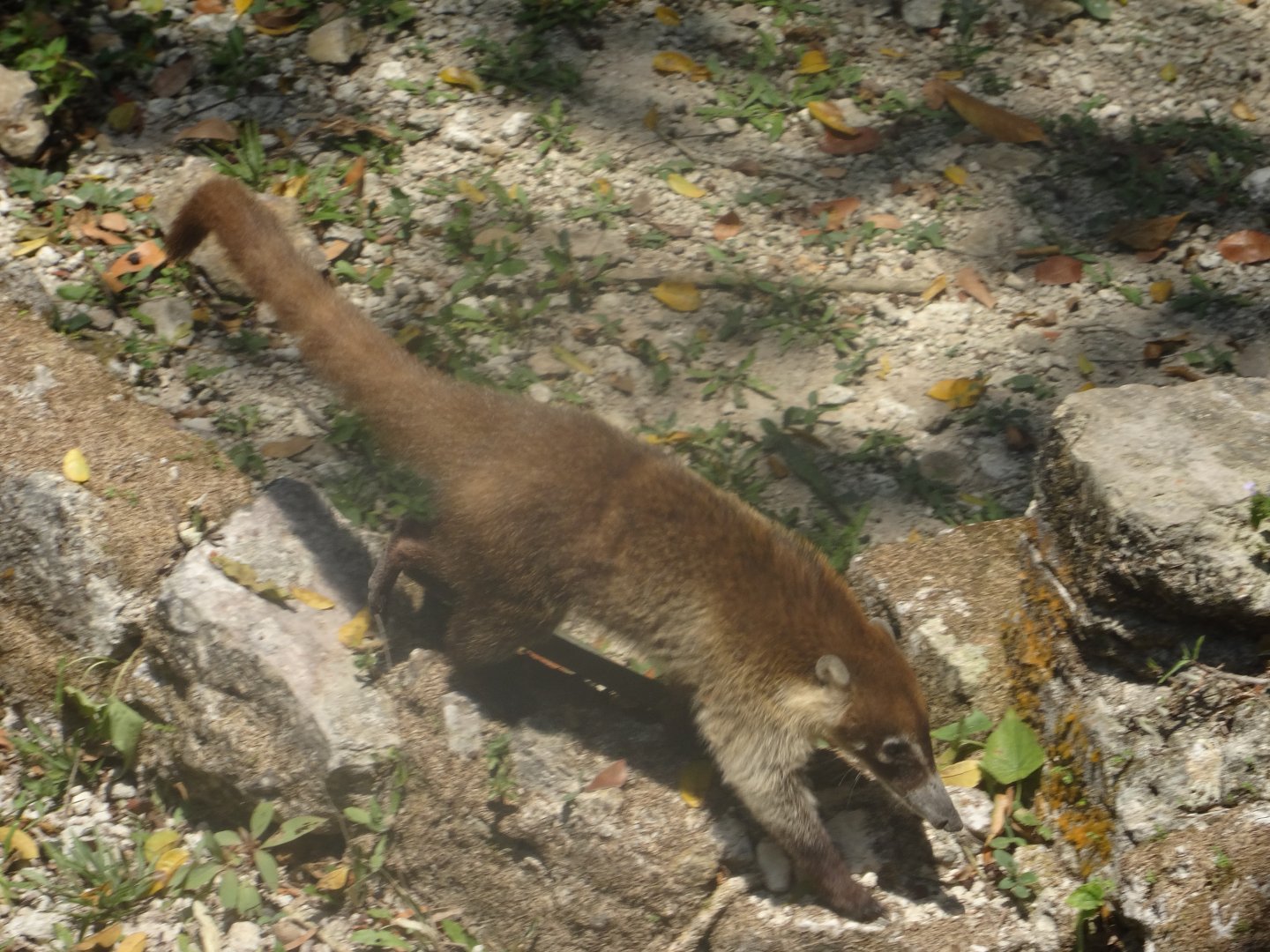 Lamanai- White-Nosed Coati