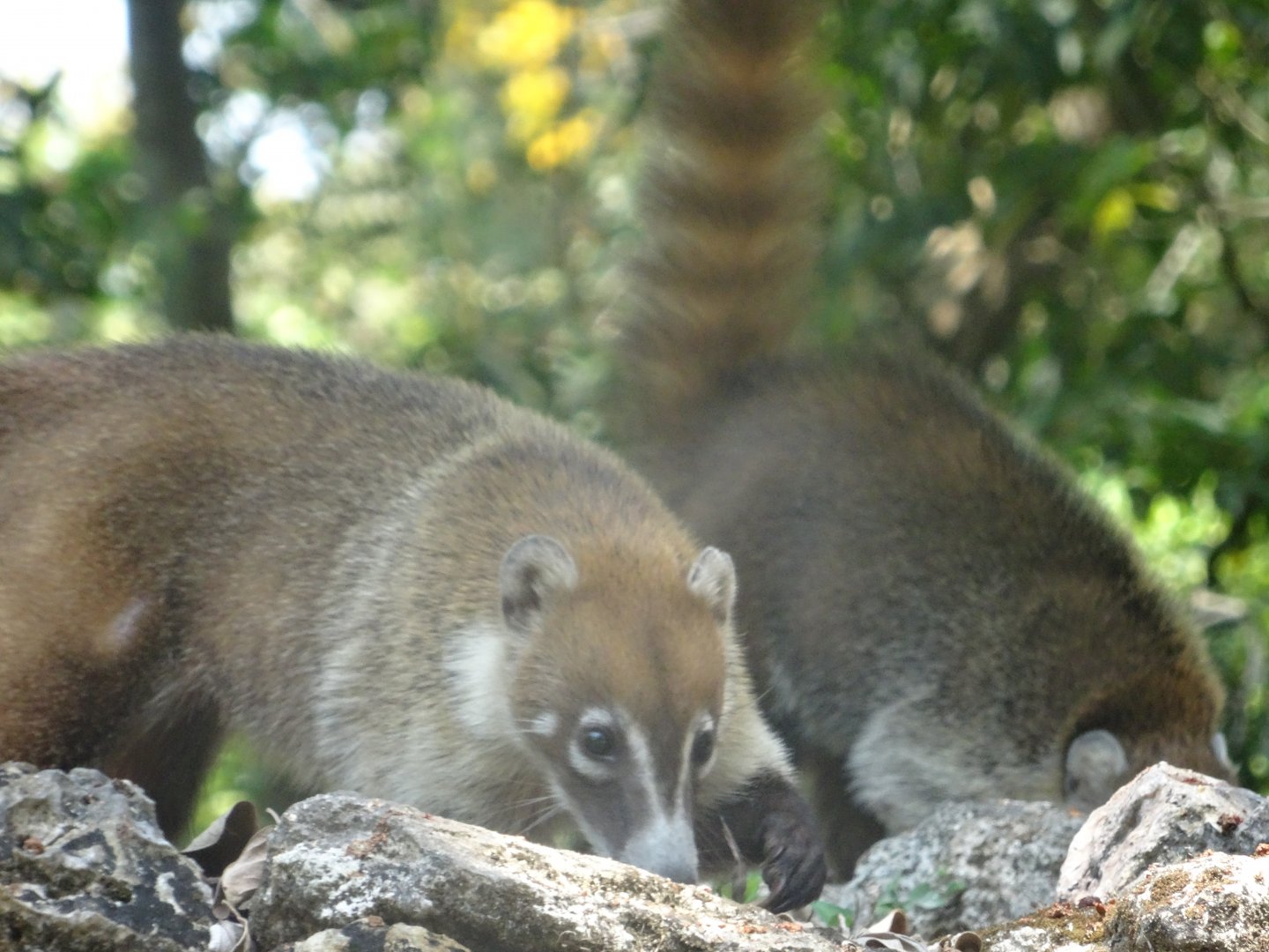 Lamanai- White-nosed Coati