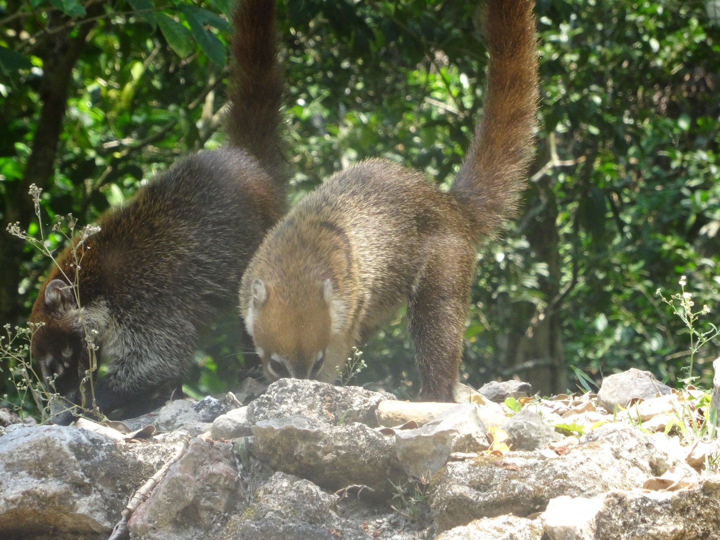 Lamanai- White-nosed Coati
