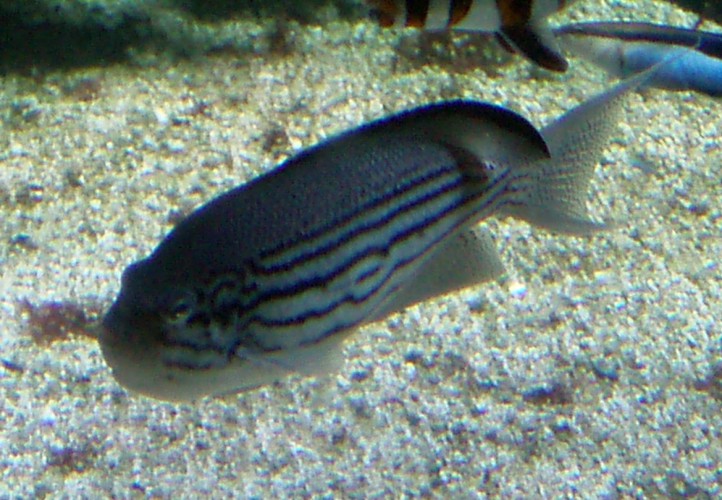 Lamarck's Angelfish (Genicanthus lamarck)