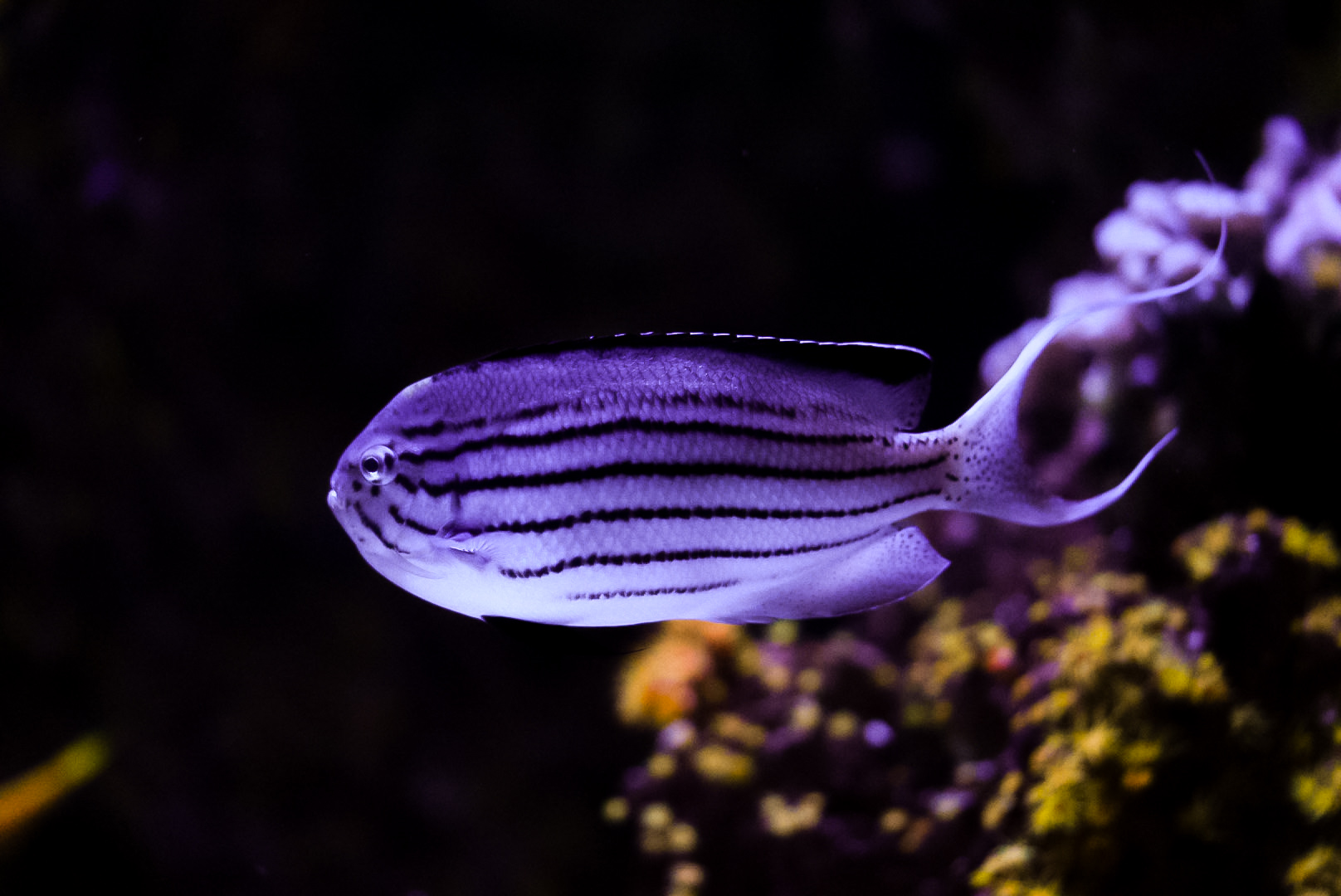 Lamarck's Angelfish (Male)