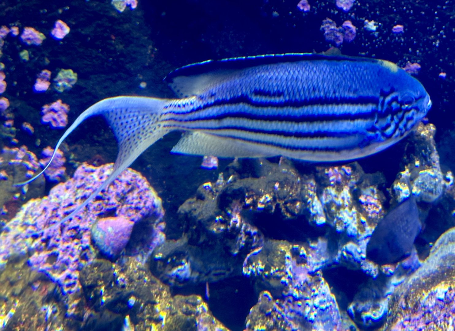 Lamarck’s anglefish (Genicanthus lamarck)